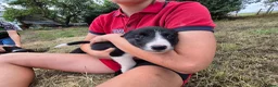 Border Collie dogs for sale: Border Collie Puppies for Sale in Ruthin - Advert 9
