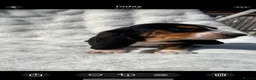 Basset Hound dogs for sale: KC bassets now ready to leave  - Advert 20