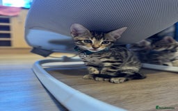 Bengal cats for sale: Ava’s Finest Pure Bengals, THREE Kittens Left. . . in Northampton - Image 13