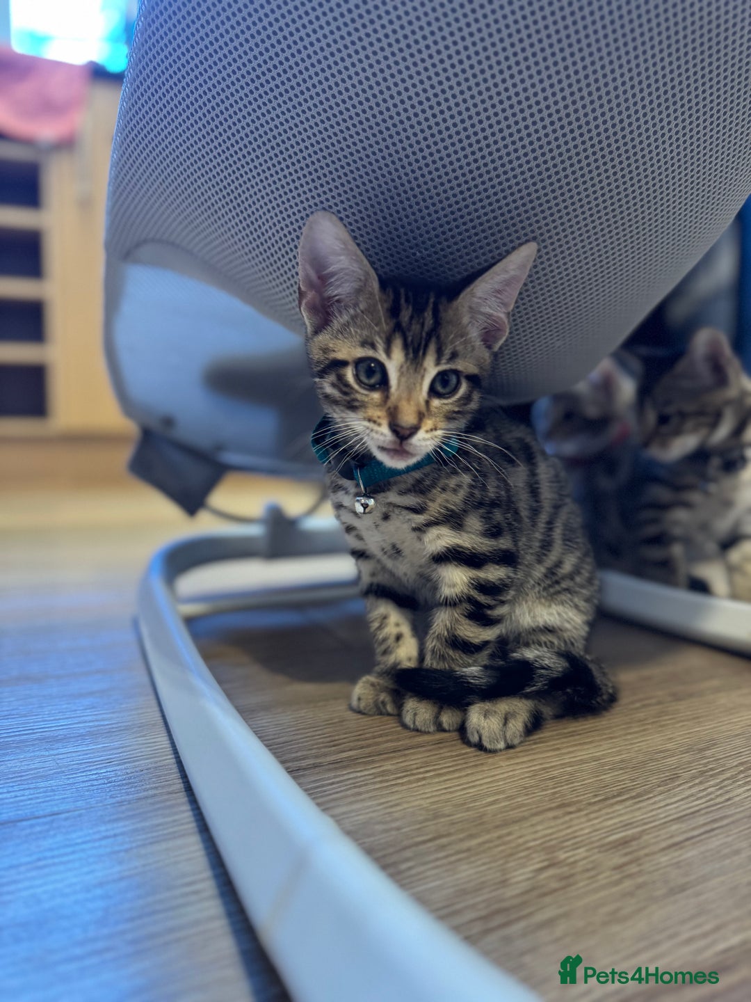 Bengal cats for sale: Ava’s Finest Pure Bengals, THREE Kittens Left. . . in Northampton - Image 13