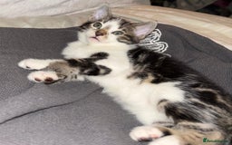 Bengal cats for sale: Half Bengal Kittens for sale  - Image 2