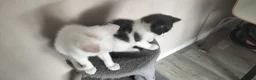 Mixed Breed cats for sale: Kittens looking for their forever Home  in Maidenhead - Advert 3