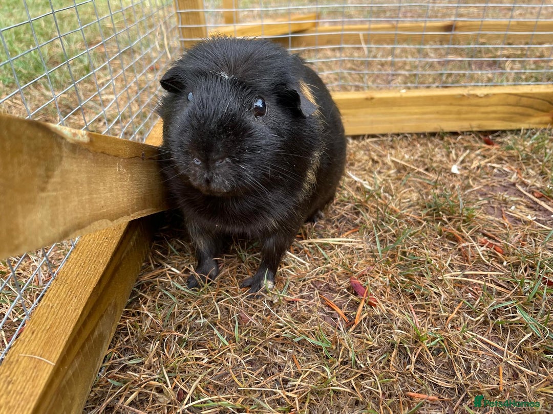 Guinea Pig rodents for sale: 3 Brothers  - Image 9