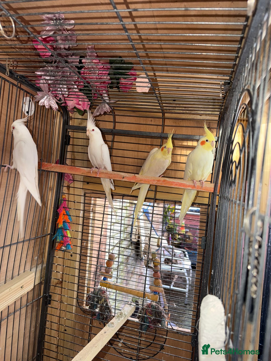 Cockatiels birds for sale: Pair cockatiel - Advert 11