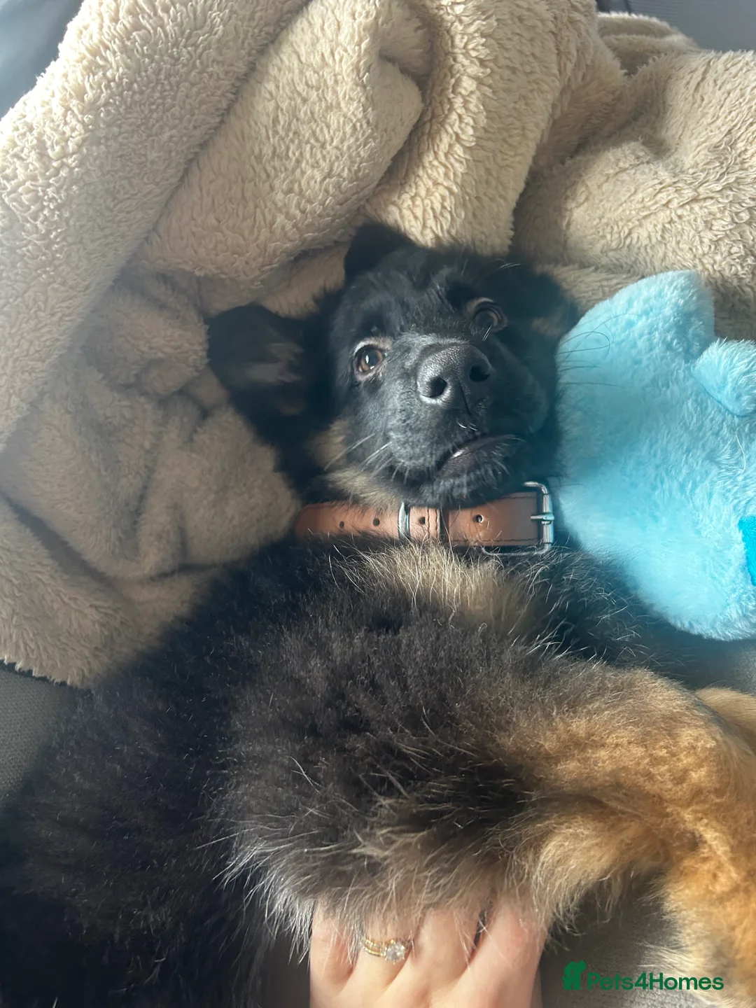 German Shepherd dogs for sale: 13-Week-Old German Shepherd Puppy - Advert 6