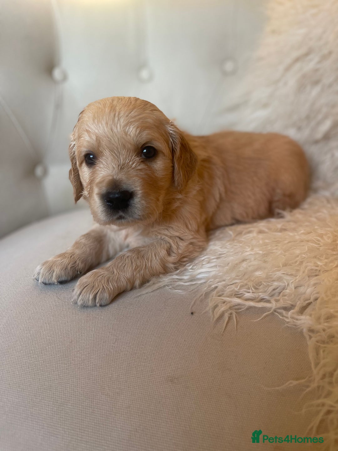 Golden Retriever dogs for sale: ✨Kennel Club Registered Golden Retriever Puppies ✨ - Advert 11