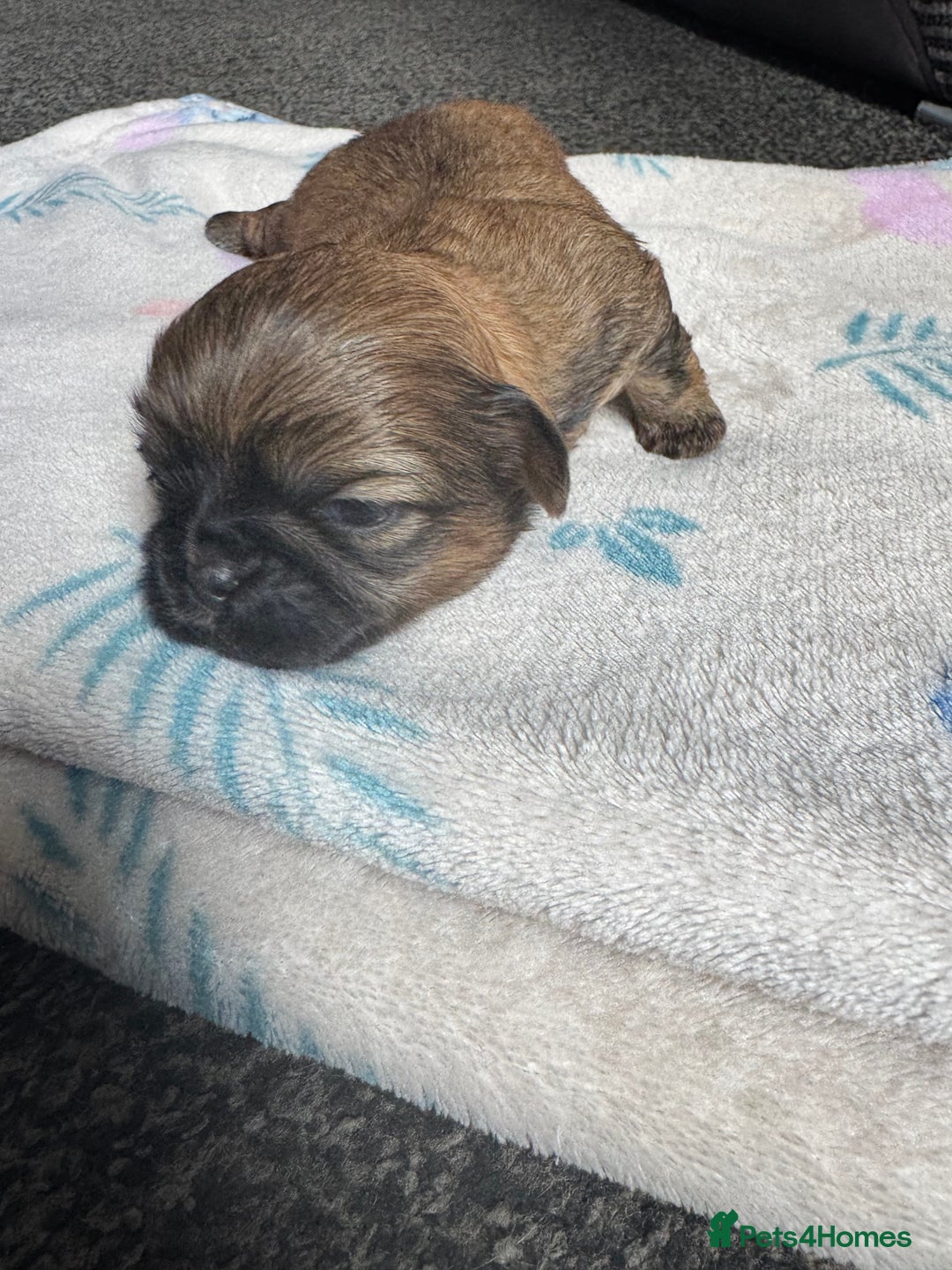 Shih Tzu dogs for sale: NEW Beautiful shih tzu puppies!!  - Image 7