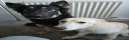 German Shepherd dogs for sale: German shepherd's for sale  in Dumbarton - Advert 8