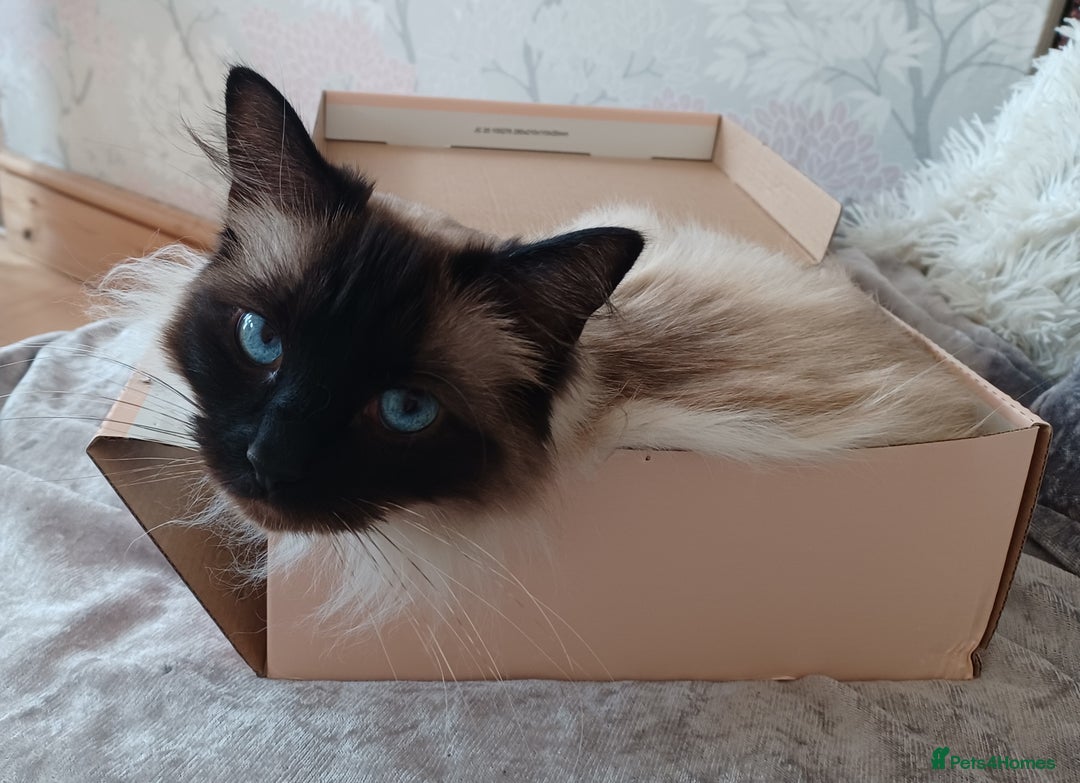 Ragdoll cats for sale: Ragdoll Cat for Rehoming – Lady (6 years old) - Advert 9