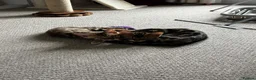 Bengal cats for sale: 2 male Bengal kittens  - Advert 2