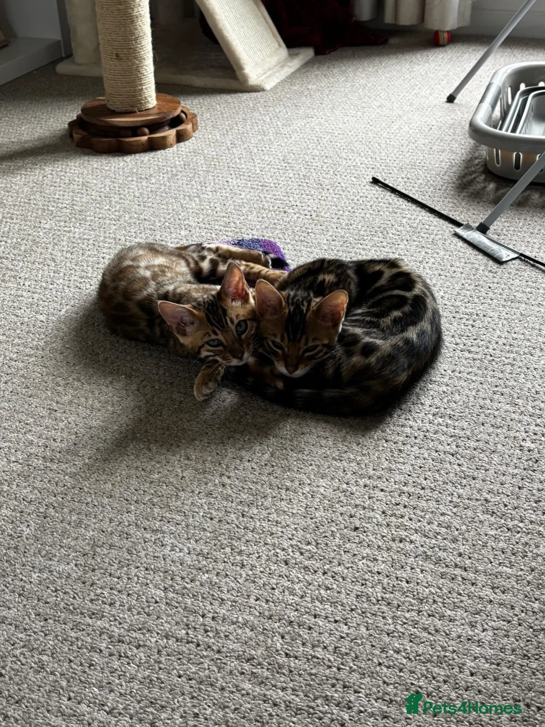 Bengal cats for sale: 2 male Bengal kittens  - Advert 2