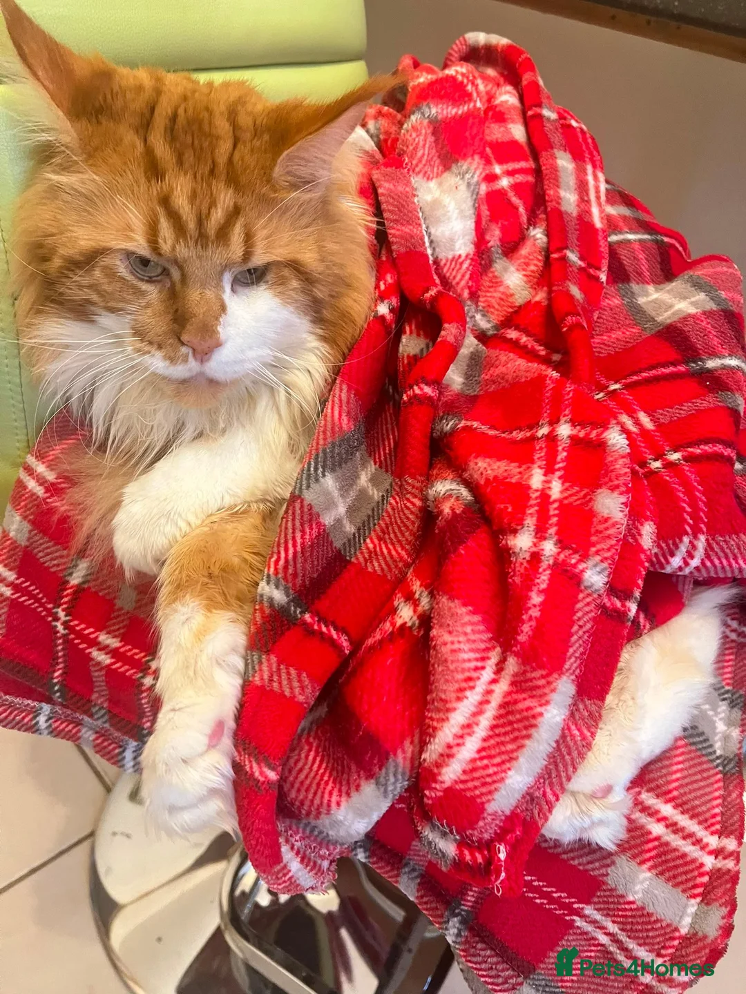 Maine Coon cats for sale: Maincoon 6 years old male - Advert 8