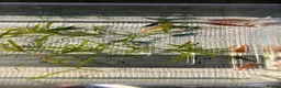 Shrimps fish for sale: Black, red, and yellow freshwater shrimp  - Advert 11