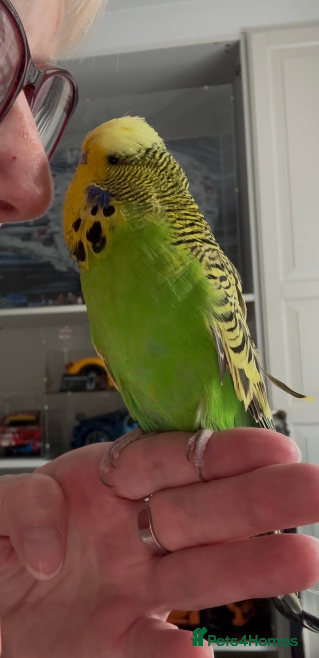 Budgerigars birds for sale: Super Tame Male Exhibition Budgie - Advert 2