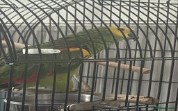 Parrots birds for sale: Amazon parrot for sale  - Image 1