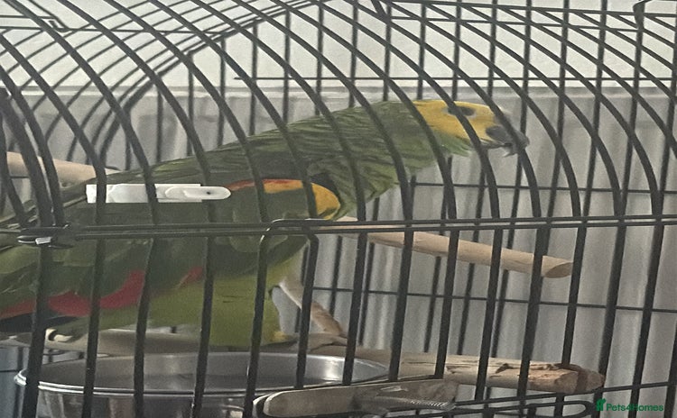 Parrots birds - Advert 2