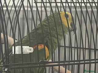 Parrots birds for sale - Advert 1