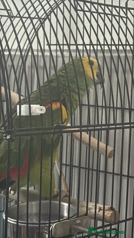 Parrots birds - Advert 2