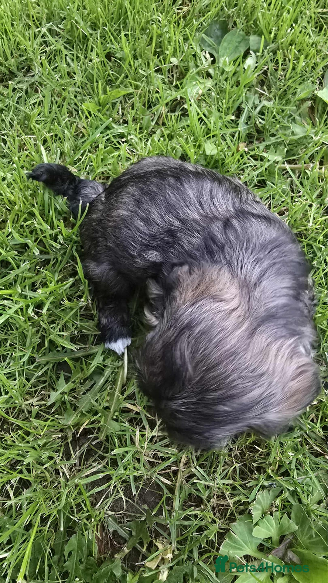Shih Tzu dogs for sale: Shih Tzu - Image 12