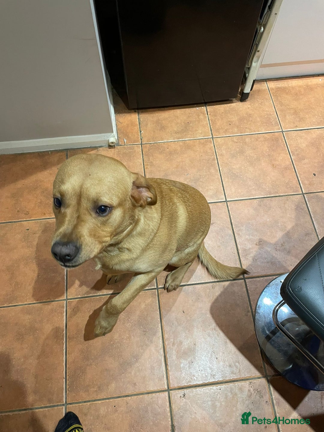 Labrador Retriever dogs for sale: Friendly Labrador needs loving home  - Advert 3