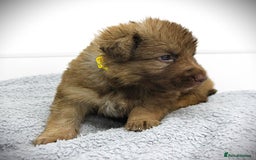 German Shepherd dogs for sale: GORGEAOUS K/C Registered German Shepherd puppies - Image 30