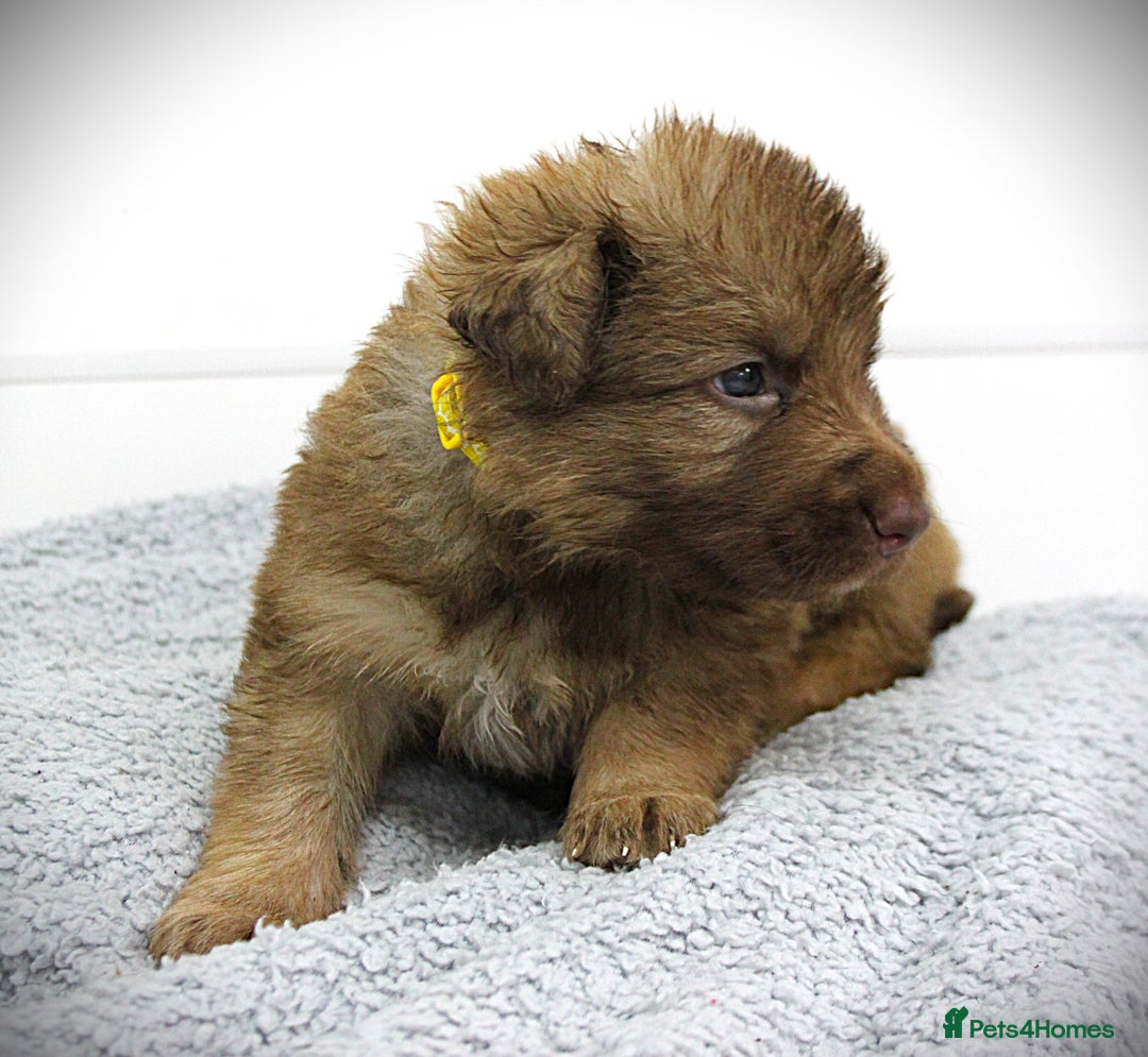 German Shepherd dogs for sale: GORGEAOUS K/C Registered German Shepherd puppies - Image 30