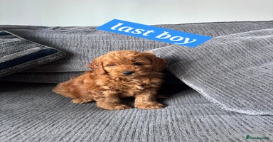 Cockapoo dogs BEAUTIFUL F1B COCKAPOO PUPS - Advert 16