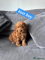Cockapoo dogs BEAUTIFUL F1B COCKAPOO PUPS - Advert 16