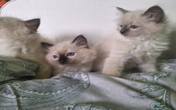 Ragdoll cats for sale: Ragdoll kittens  - Image 3