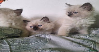 Ragdoll cats - Advert 5