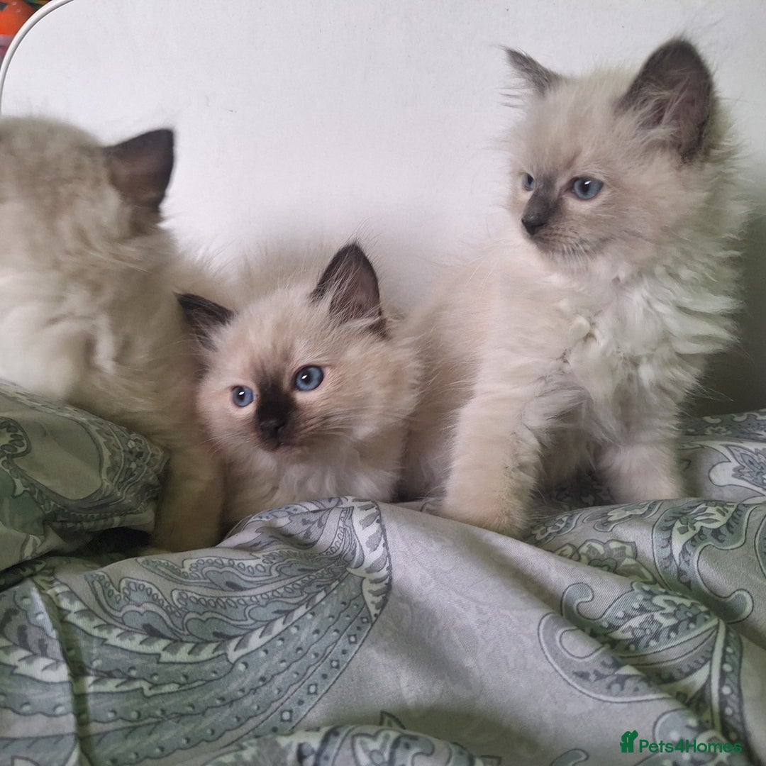 Ragdoll cats for sale: Ragdoll kittens  - Image 3