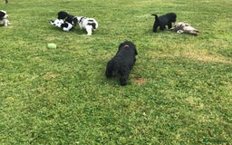 Cockapoo dogs for sale: COCKAPOO PUPS. READY TO LEAVE. - Image 18