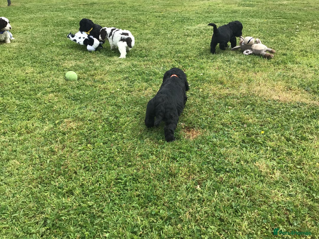 Cockapoo dogs for sale: COCKAPOO PUPS. READY TO LEAVE. - Image 18