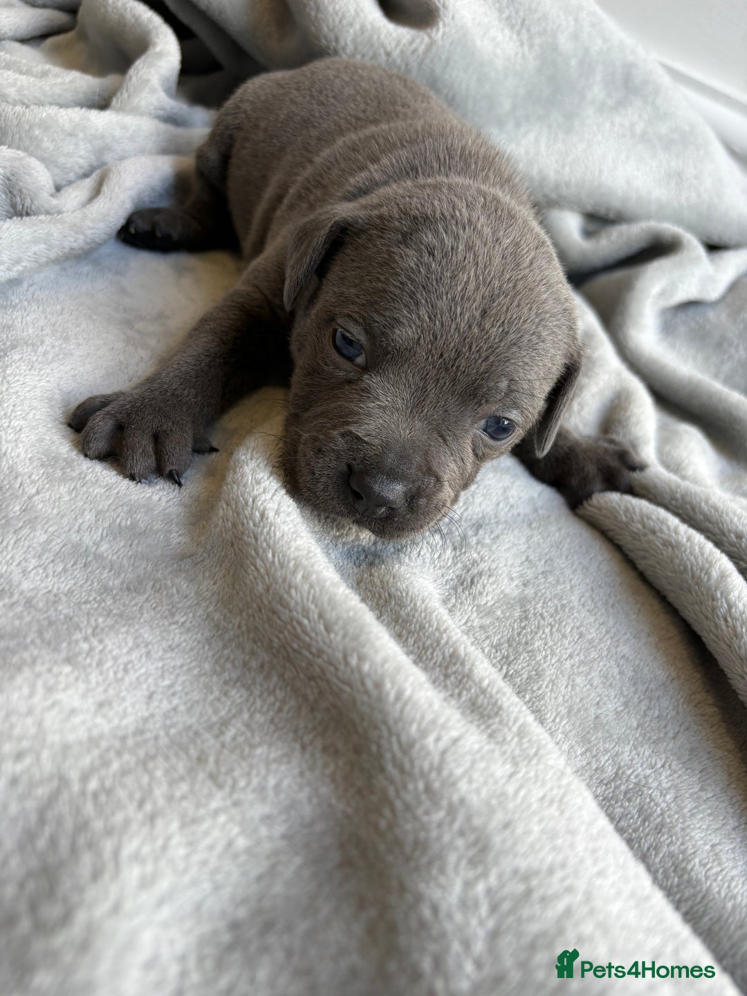 Staffordshire Bull Terrier dogs for sale: 💙💙Champion bloodline blue staffy pups !!!💙💙 - Image 6