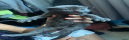 Mixed Breed cats for sale: Kittens For Sale - Advert 6