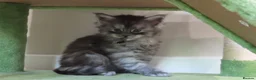 Maine Coon cats for sale: 3 beautiful Russian maincoon kittens   - Advert 5