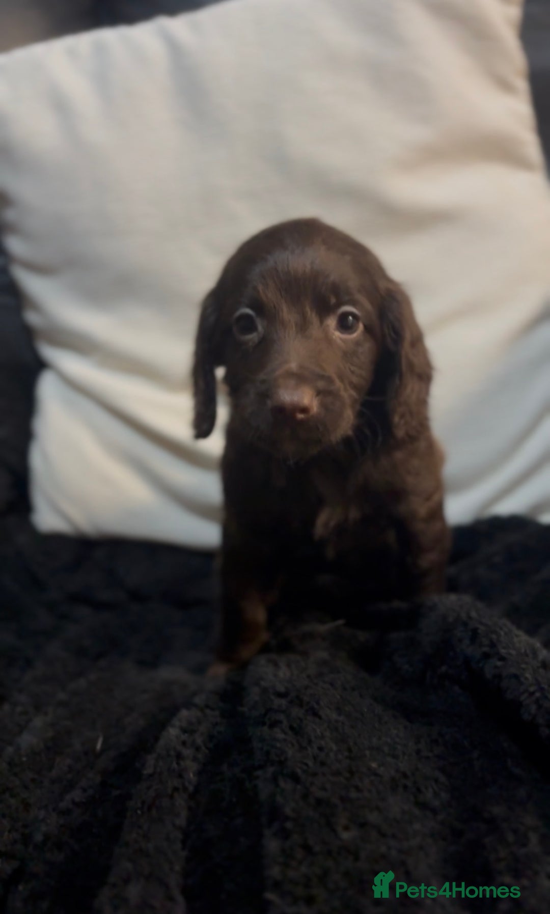Cockapoo dogs for sale: Adorable F1B Cockapoos❤️💙 🐾 - Advert 8