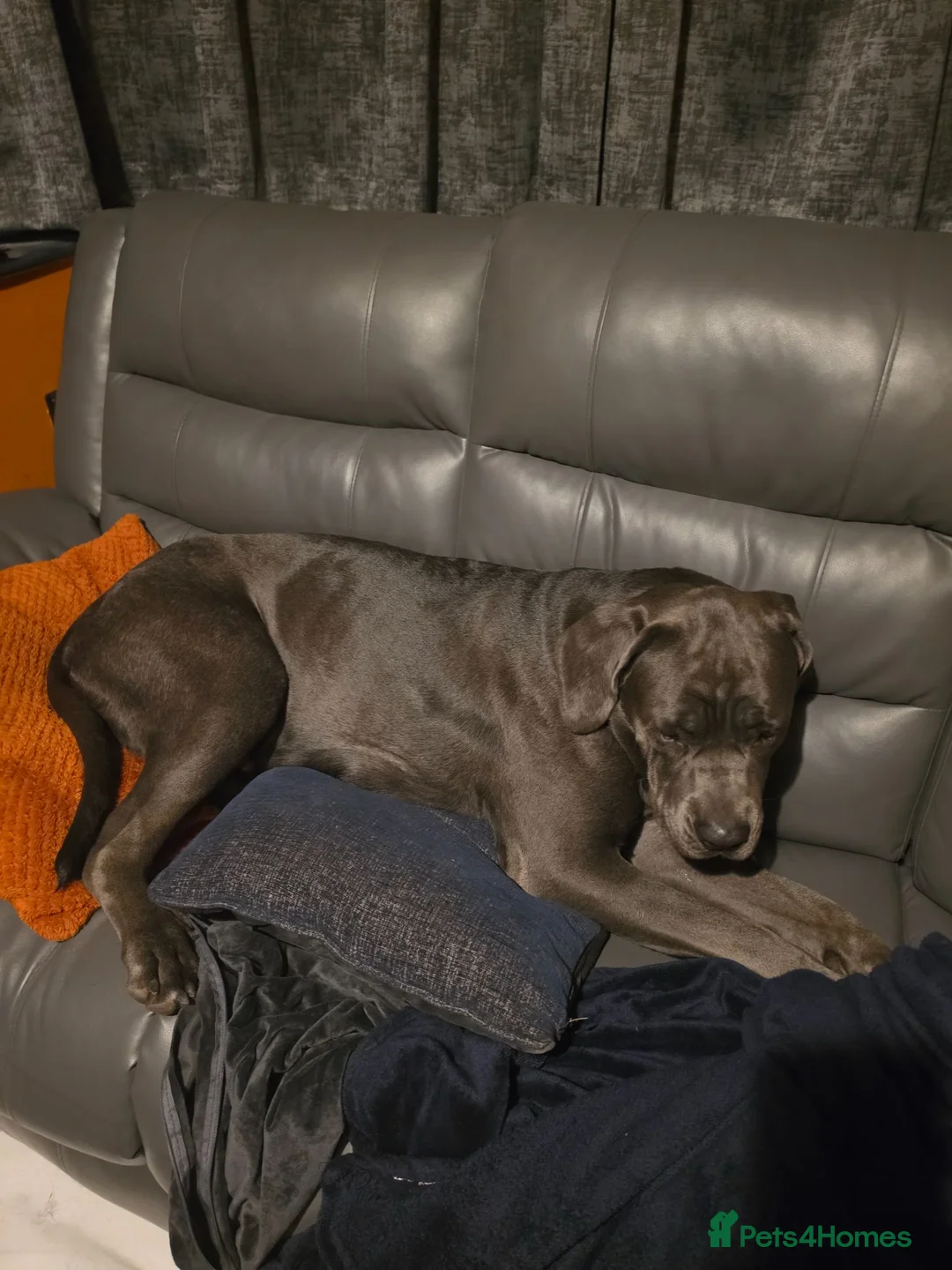 Cane Corso dogs for sale: Cane corso - Advert 1