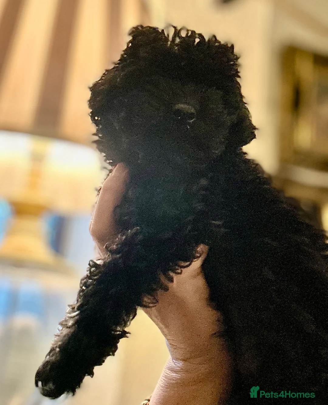 Toy Poodle dogs for sale: Tiny “Dottie” 1.6 in weight toy poodle  - Advert 3