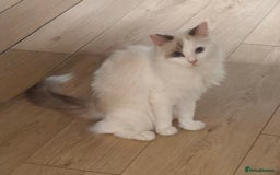 Ragdoll cats for sale: Pure Ragdoll kitten for sale  - Image 9
