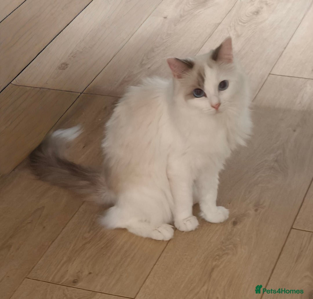 Ragdoll cats for sale: Pure Ragdoll kitten for sale  - Image 9