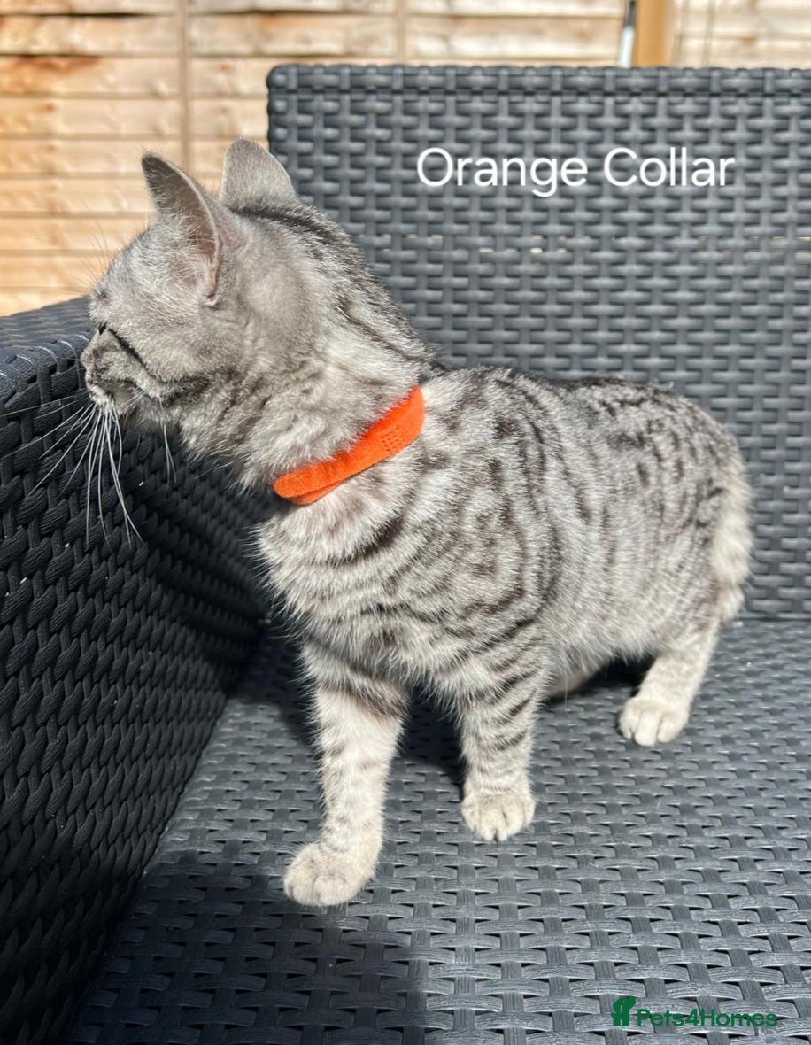 British Shorthair cats British Shorthair 4 boys and 2 girls - Advert 1