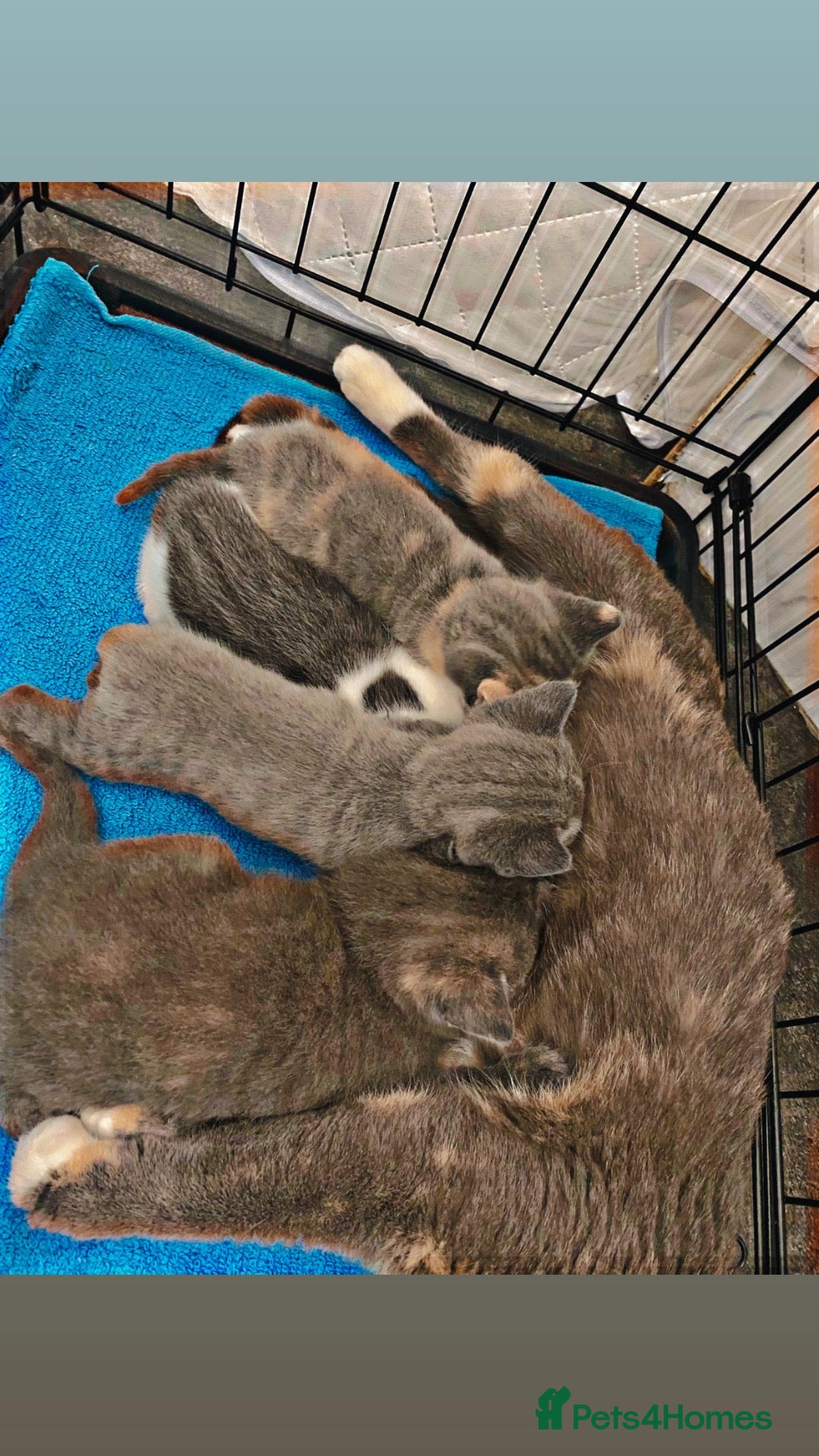 Mixed Breed cats FOR SALE  - Advert 1