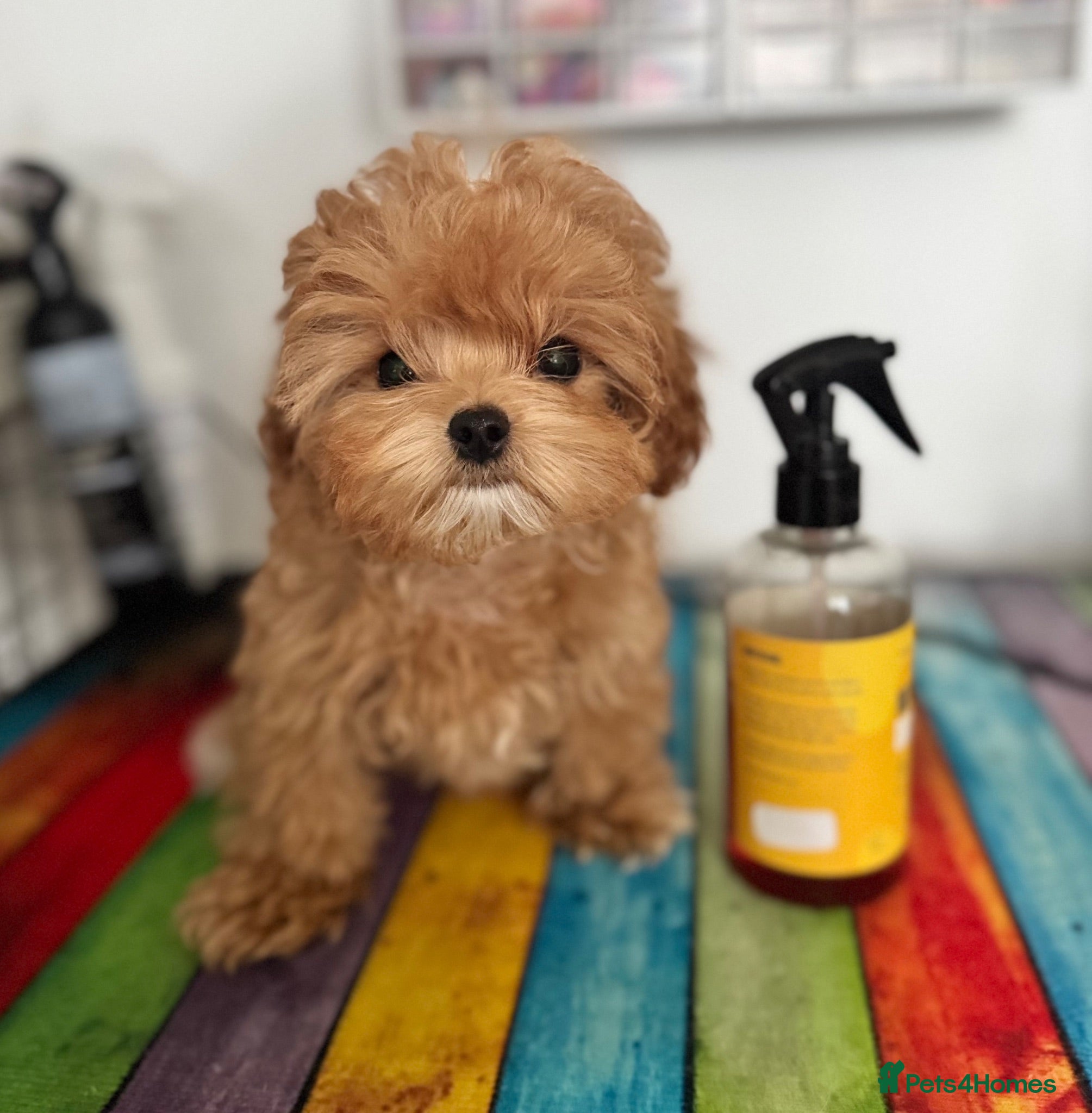 Maltipoo dogs 🧸READY NOW Tiny Asian Maltipoo Girl DNA Clear🧸 - Advert 2