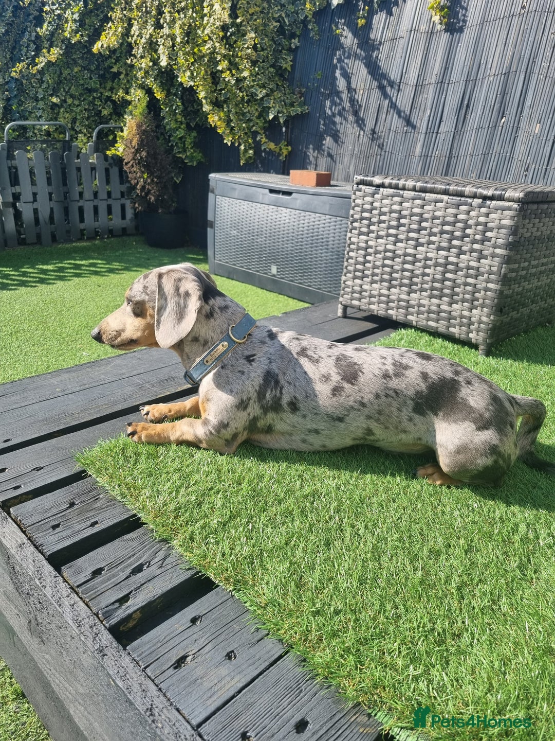 Dachshund dogs for stud: Kc Miniature smooth dacshund stud in Brierley Hill - Advert 5