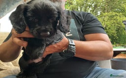 Cocker Spaniel dogs for sale: 5 BEAUTIFUL COCKER SPANIEL KC REG PUPPIES - Image 9