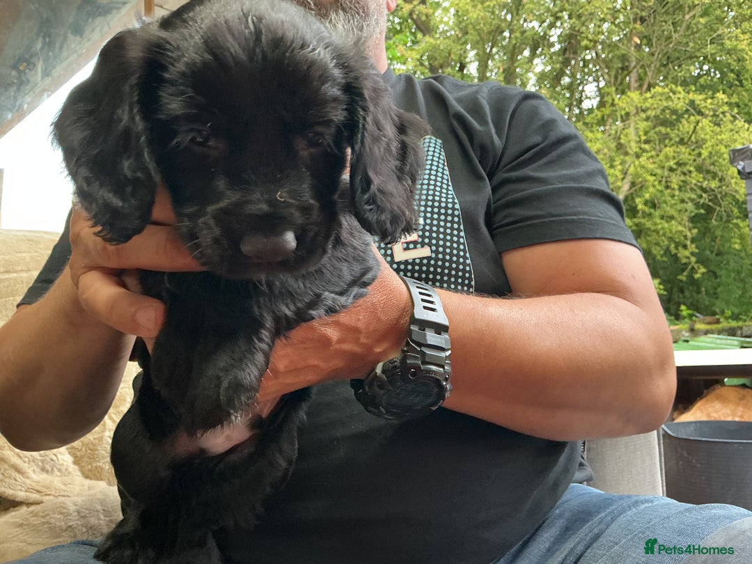 Cocker Spaniel dogs for sale: 5 BEAUTIFUL COCKER SPANIEL KC REG PUPPIES - Image 9
