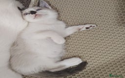 Mixed Breed cats for sale: FREE Blue eyes creamys kittens  - Image 2