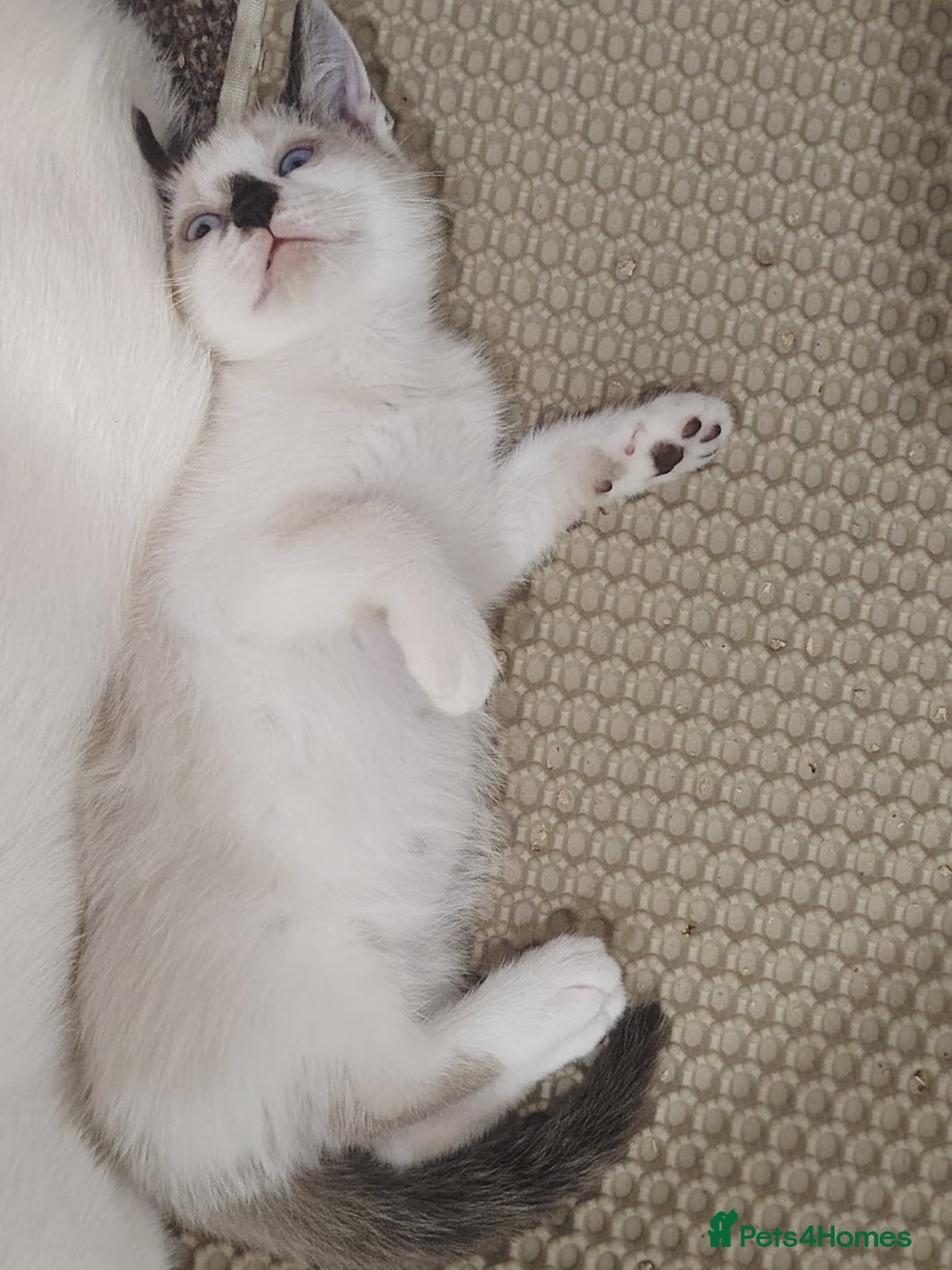 Mixed Breed cats for sale: FREE Blue eyes creamys kittens  - Image 2