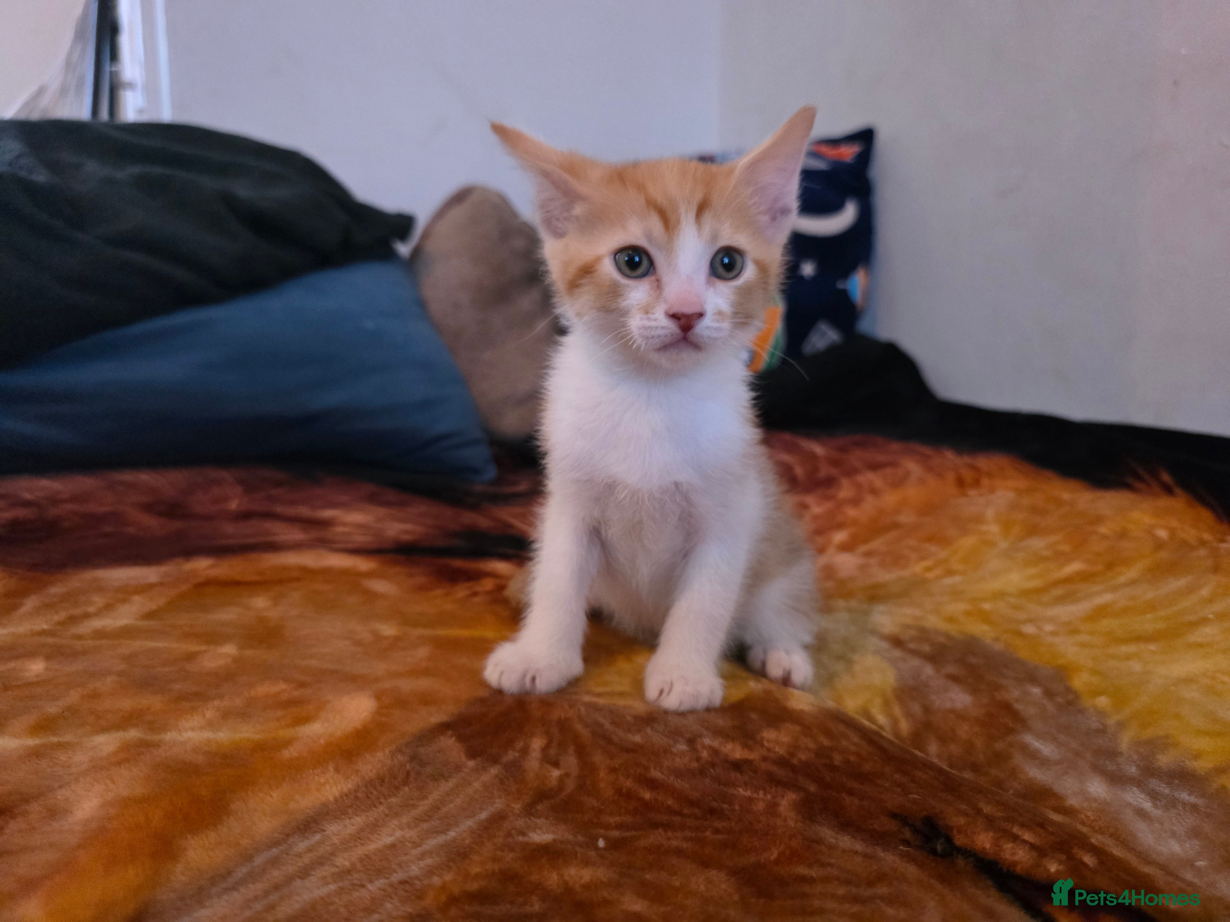 Mixed Breed cats Adorable Male Kitten – Sphynx x Devon Rex Cross - Advert 1